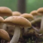 Estrategias para prevenir la contaminación en cultivos de hongos