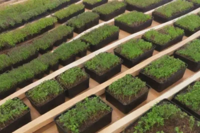 Microgreens coloridos