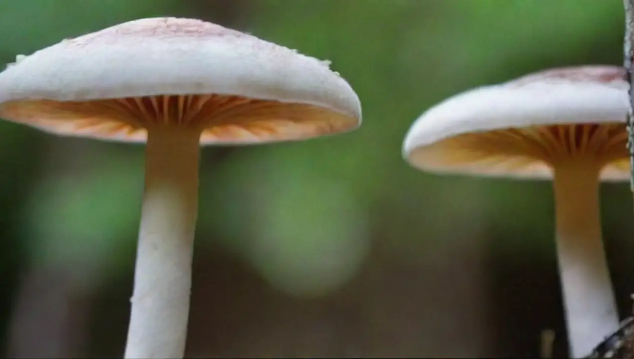 Tipos de enfermedades causadas por hongos de Impacto del cambio climático en enfermedades por hongos