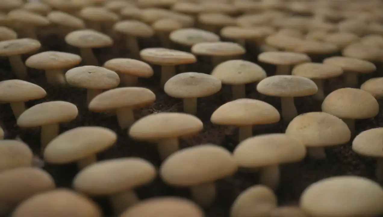 Tipos de plataformas de colaboración para cultivadores de hongos de Plataformas de colaboración para cultivadores de hongos