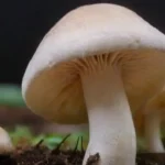Guía para usar el calcio en el cultivo de hongos eficazmente