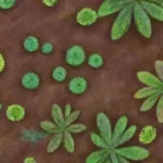 Qué papel desempeñan los microorganismos en el suelo agrícola productivo