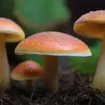 Variedades de hongos que crecen bien en el mismo sustrato