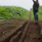 Guía completa para realizar un cultivo sostenible de manera eficaz