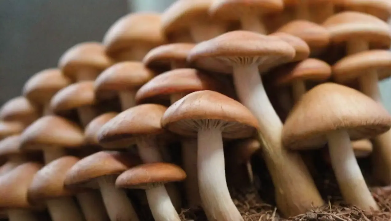 Cómo encontrar ferias relevantes de cultivo sostenible de hongos de Guía para participar en ferias de cultivo sostenible de hongos