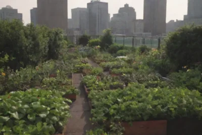 Insumos orgánicos y agricultura urbana para una vida sostenible