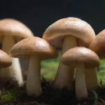 Cuáles son las tendencias en el cultivo de hongos hoy