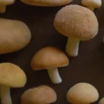 Cómo diversificar productos a partir del hongo