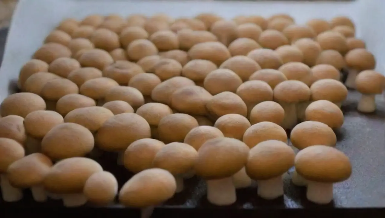 Preparación del Sustrato para el Cultivo de Cultiva hongos en casa fácilmente y sin ensuciar tu hogar