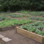 Consejos sobre diseño de jardines