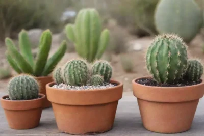 Decoraciones de cactus creativas y sostenibles con colores vibrantes y diseños modernos