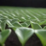 Sustrato ideal por cultivo para obtener el mejor rendimiento