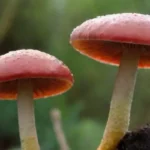 Impacto de la humedad en enfermedades causadas por hongos