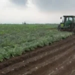 Impacto de la sustitución de sustratos en enfermedades agrícolas