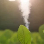 Influencia del CO2 en la fructificación: efectos y beneficios clave