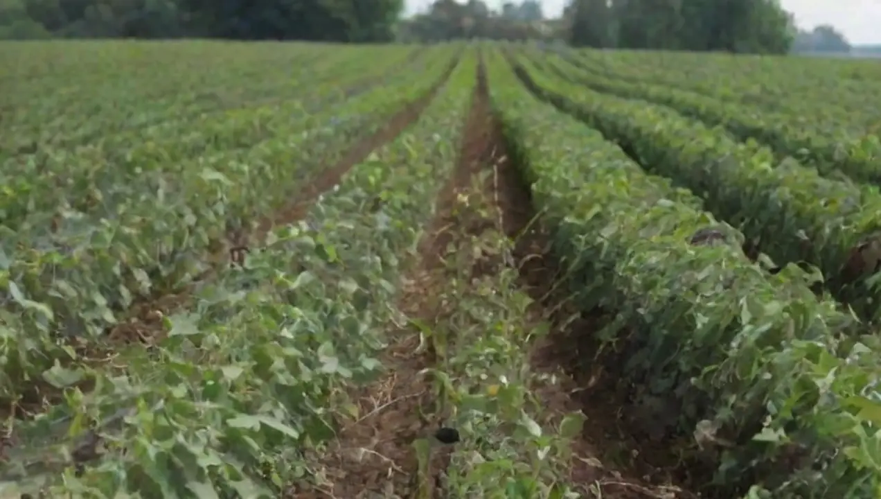 La importancia del recalibrado en el contexto agrícola actual de Recalibrado en cultivo y fructificación: importancia y concepto
