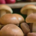 Cómo participar en ferias agrícolas para vender hongos