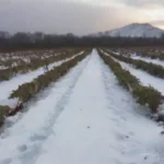 Cultivares adaptados a climas extremos: variedades y consejos útiles