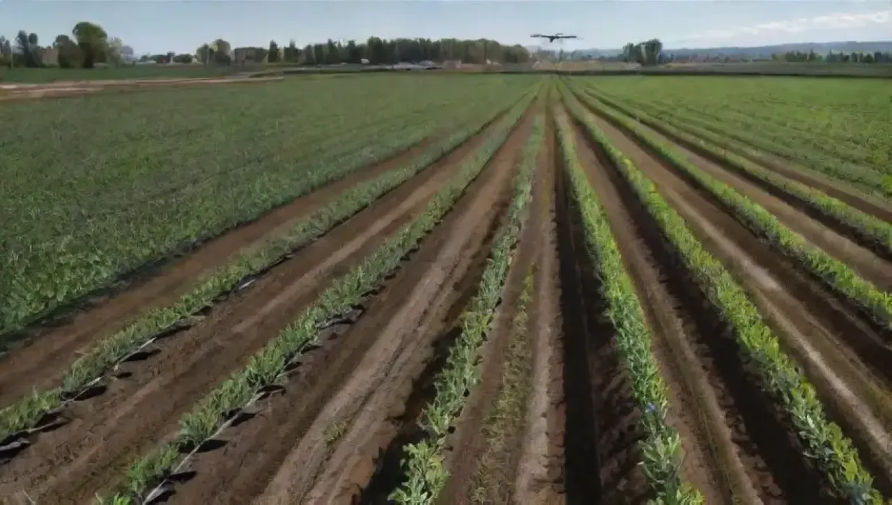 Un campo vibrante con cultivos verdes, drones en el cielo, y tecnología agrícola innovadora