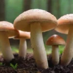 Hongos fáciles de cultivar para principiantes: cuáles elegir