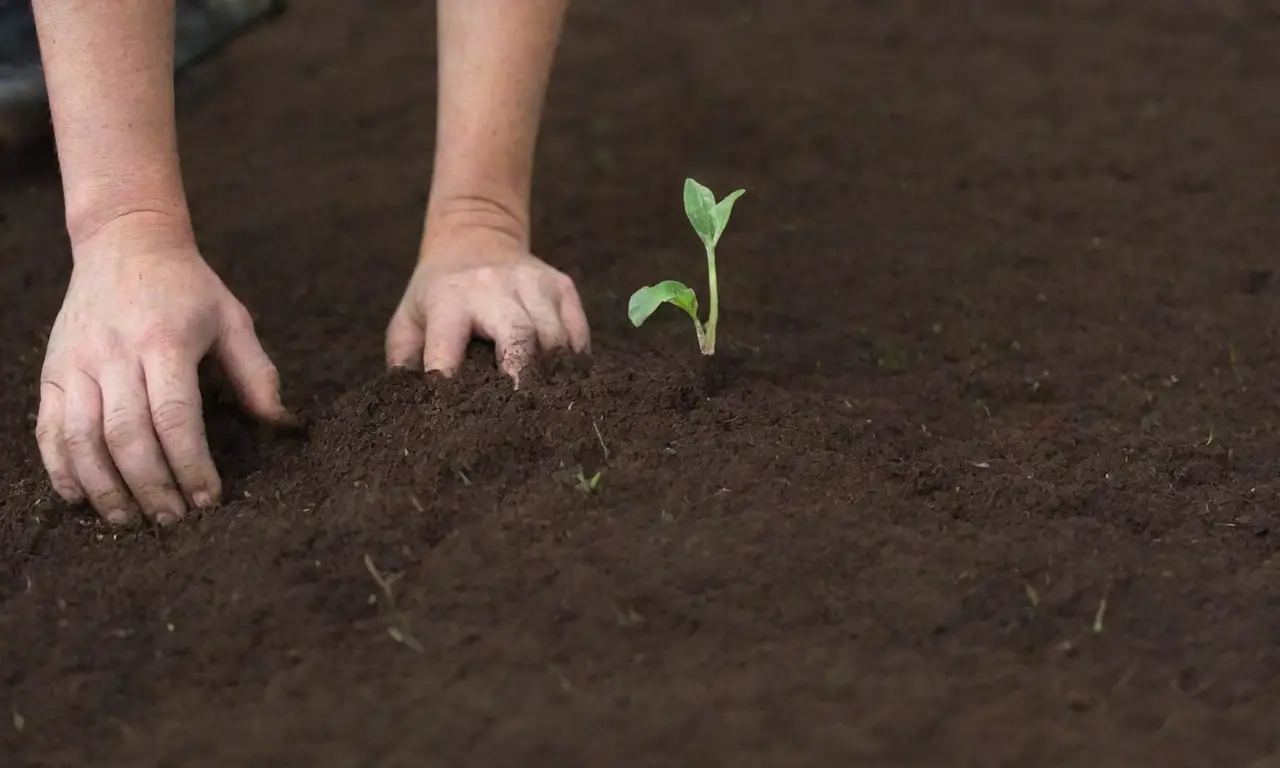 Técnicas de cultivo y manejo del suelo