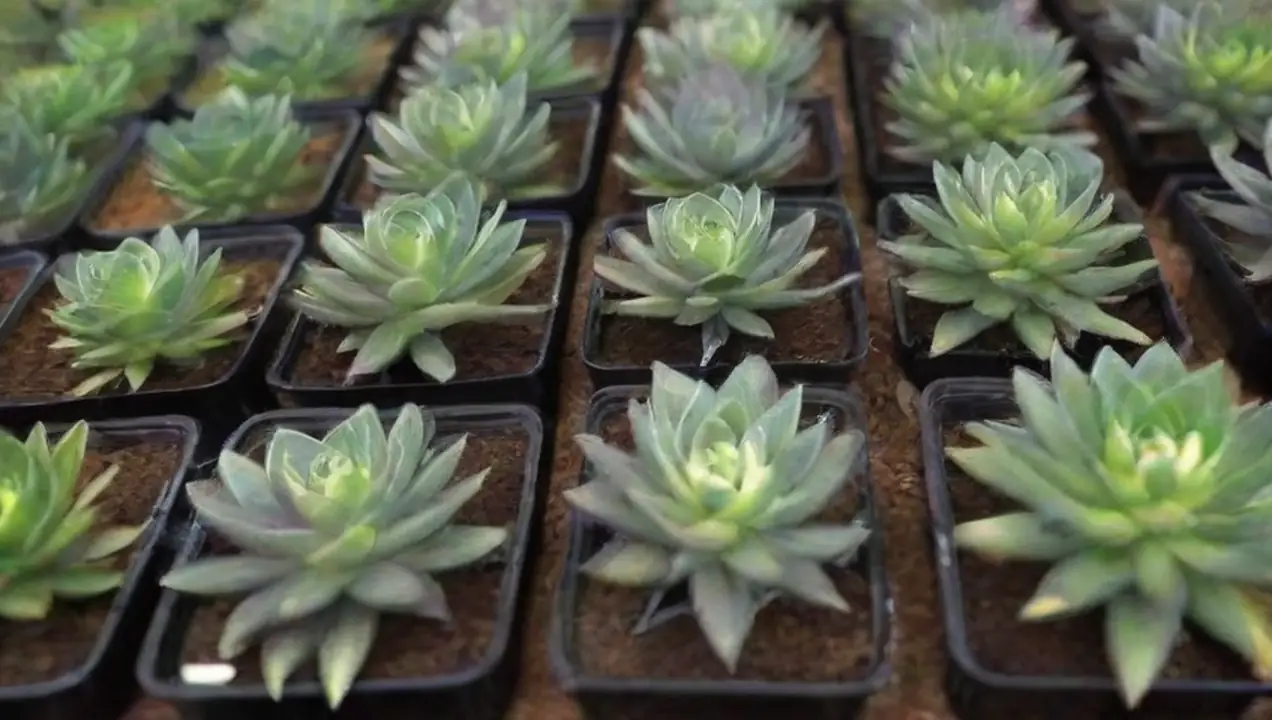 Variedades más populares de cultivares en climas extremos de Cultivares adaptados a climas extremos: variedades y consejos útiles