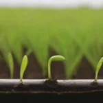 Factores que Afectan la Germinación del Inóculo en Cultivos