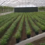 Qué cultivares se pueden cultivar en menos espacio