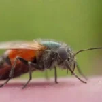Qué métodos de control biológico se pueden utilizar