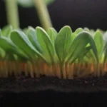 Cuándo cambiar el sustrato en las plantas adecuadamente