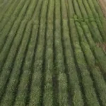 Rotación de sustratos en cultivos: implementación efectiva