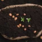 Guía de compostaje orgánico con pasos