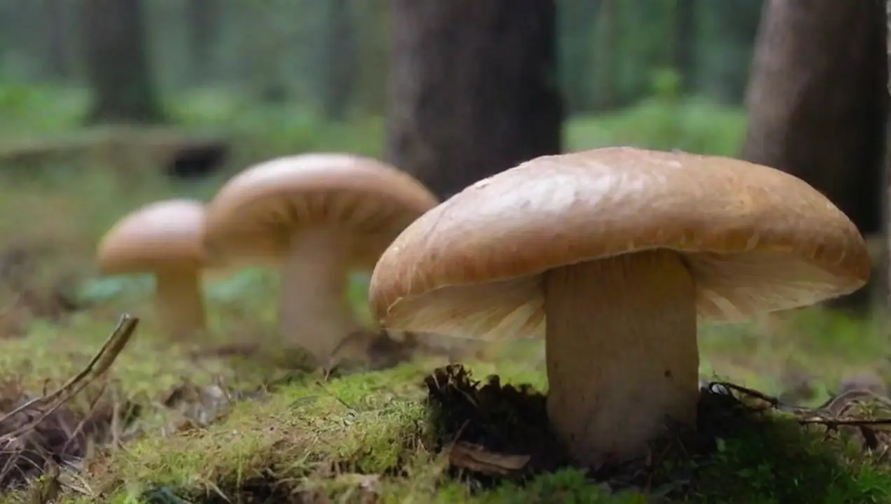 Condiciones ambientales óptimas para el crecimiento de Mejores prácticas para el cultivo de champiñones efectivas