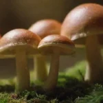 Investigación sobre hongos y su uso en la alimentación animal