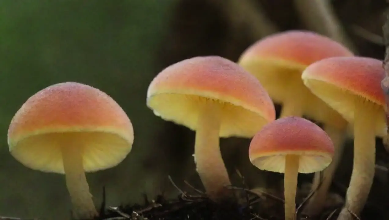 Influencia de la temperatura en el ciclo de vida de los hongos de Relación entre temperatura y aparición de plagas en hongos