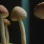 Cómo evaluar el desempeño de un negocio de hongos