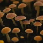 Diversidad y distribución de hongos en áreas urbanas