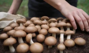 Consejos para recolectar hongos: hazlo con cuidado