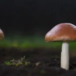 Impacto y tratamiento de hongos en cultivos agrícolas