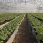 Protocolos eficientes para el manejo en invernaderos