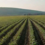 Invernaderos y su aporte a la agricultura regenerativa