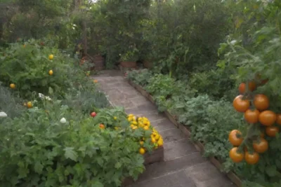 Jardín urbano pequeño con hierbas vibrantes