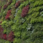 Jardines verticales sostenibles para cultivos urbanos en espacios pequeños