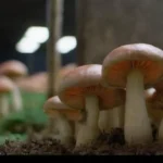 Qué es la fructificación en el cultivo de hongos