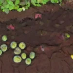 Cómo se descompone el abono orgánico en el suelo a lo largo del tiempo
