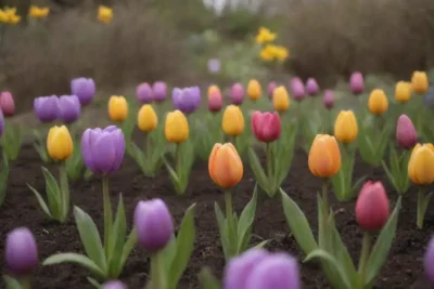 Plantas coloridas y consejos para un jardín vibrante