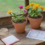 En qué momento del año se pueden sembrar semillas de flores