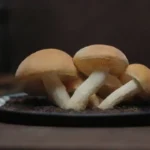 Cómo crear una marca para mi negocio de hongos