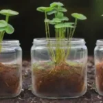 Qué papel juegan los microorganismos en la hidroponía eficaz