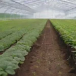 Estrategias para diversificación en cultivos de invernaderos
